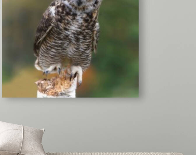 GreatHornedOwl Reproduction