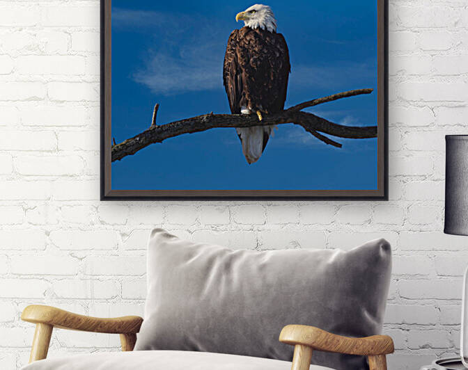 Solitary Eagle Reproduction
