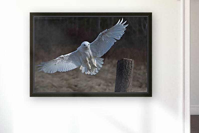 Snowy Landing Reproduction