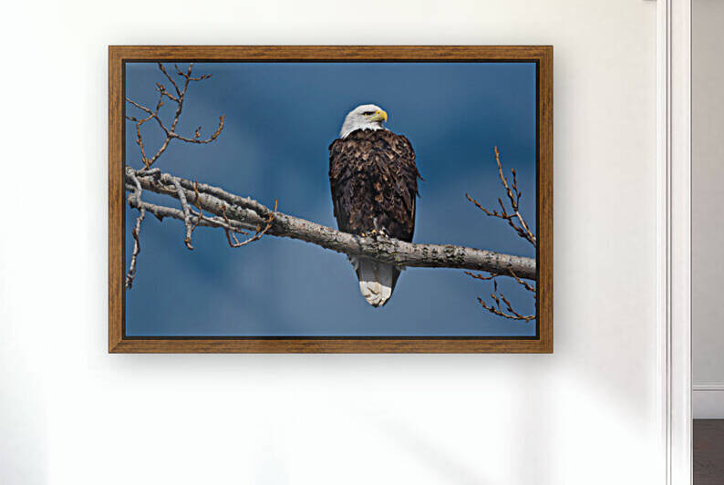 Eagle sky Reproduction