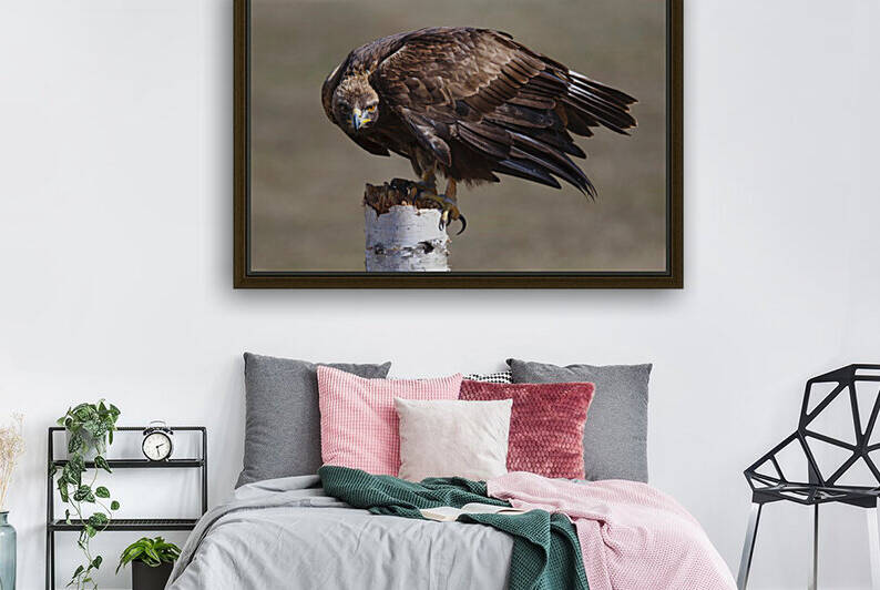 Golden Eagle Reproduction