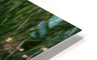 Great Egret  HD Metal print