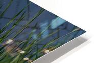 Egret Reflecting  HD Metal print