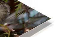 saw-whet HD Metal print
