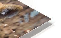 Red Fox portrait HD Metal print