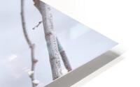 Double Junco HD Metal print