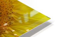 Sunflower HD Metal print