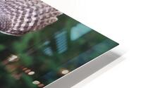 GreatGreyOwl HD Metal print