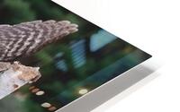 GreatGreylaunch HD Metal print