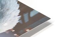 Eagle Scream HD Metal print