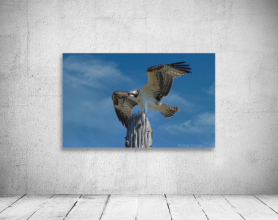 Osprey Wings  Wall Preview