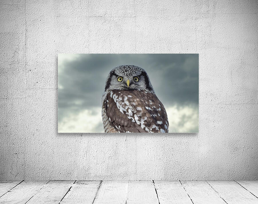 Hawk Owl Storm 2 Wall Preview