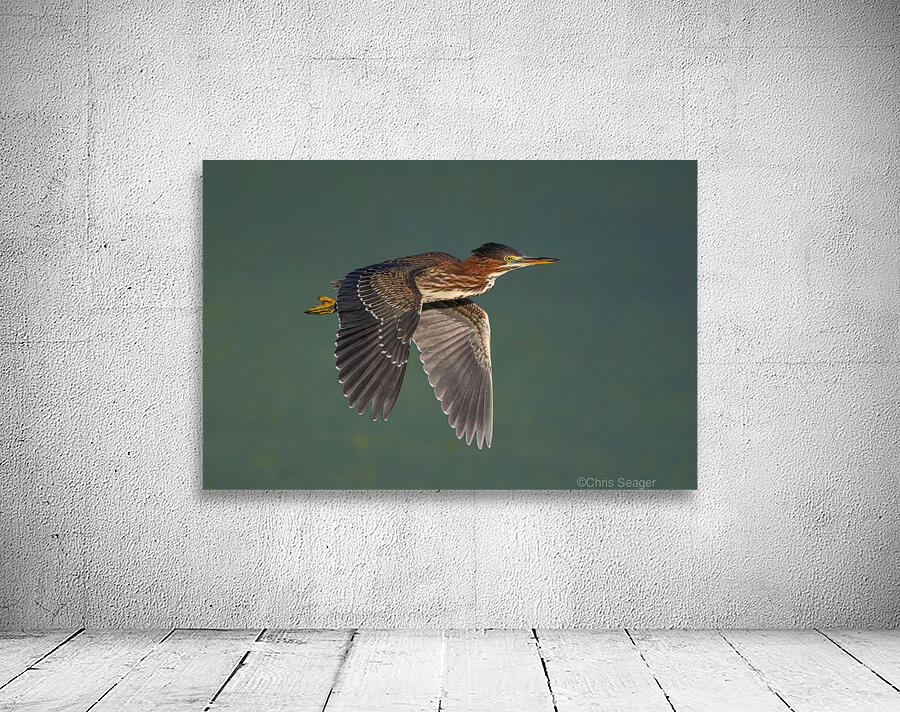 Green Heron Flight Wall Preview