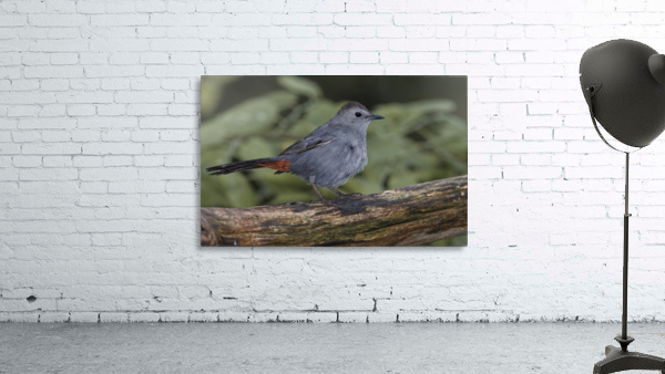 Catbird Wall Preview
