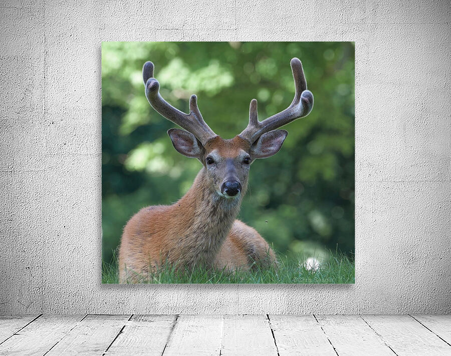 Velvet Buck Wall Preview