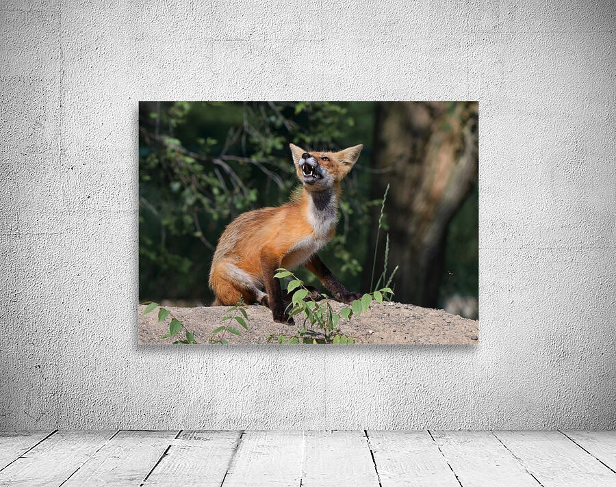 Fox reaction Wall Preview