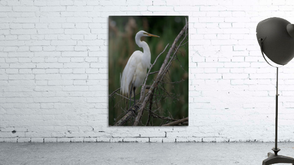 Egret Preening Wall Preview