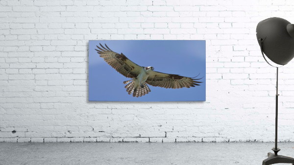 Soaring Wall Preview