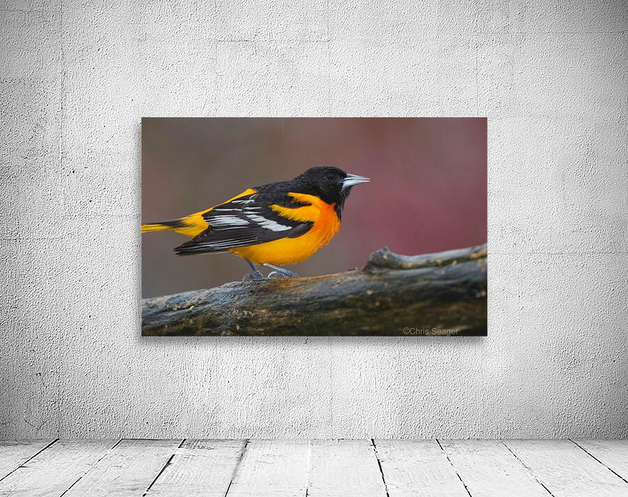 Baltimore Oriole Wall Preview