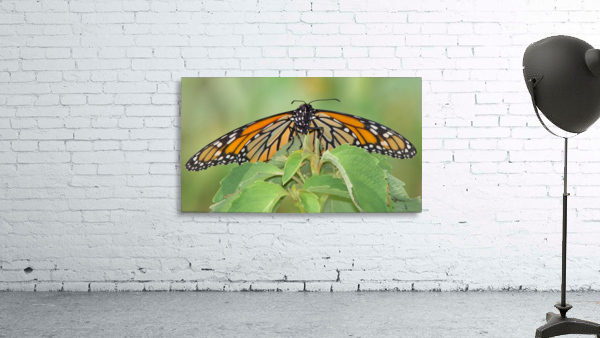 Monarch Wall Preview