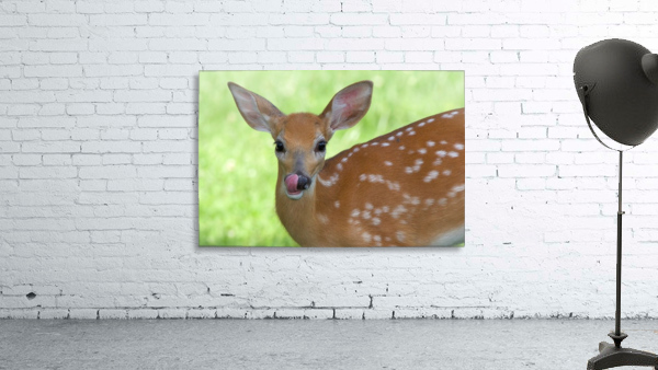 Bambi Wall Preview