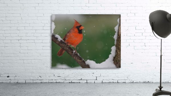 Northern cardinal  Wall Preview