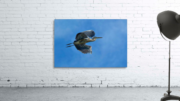 Heron in flight Wall Preview