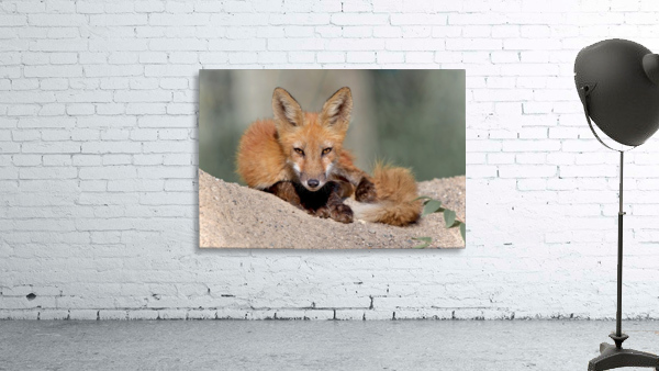 Red Fox Wall Preview