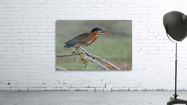 Green Heron  Wall Preview