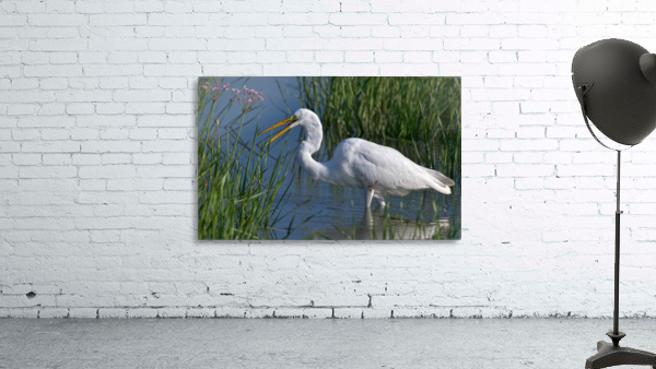 Great Egret  Wall Preview