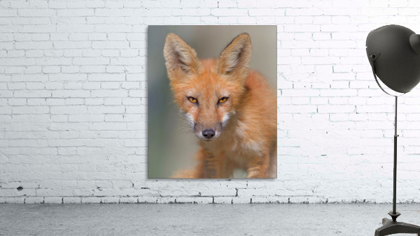 Look Into My Eyes  Wall Preview