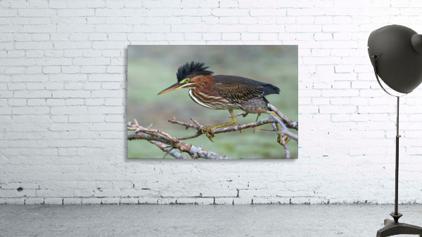 Green Heron Wall Preview