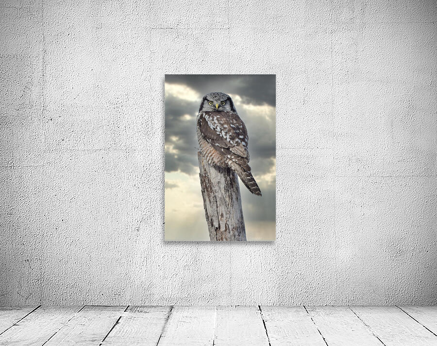 Hawk Owl Storm Wall Preview