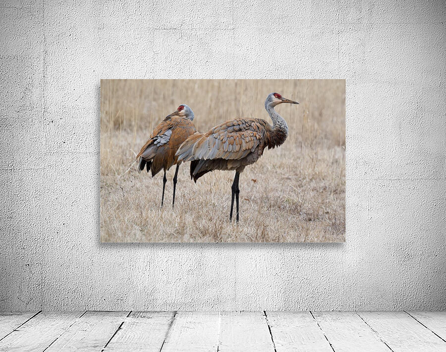 Sandhill Cranes 1 Wall Preview