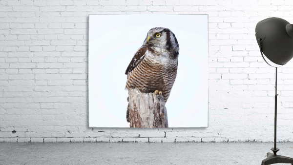 Hawk Owl Post Wall Preview