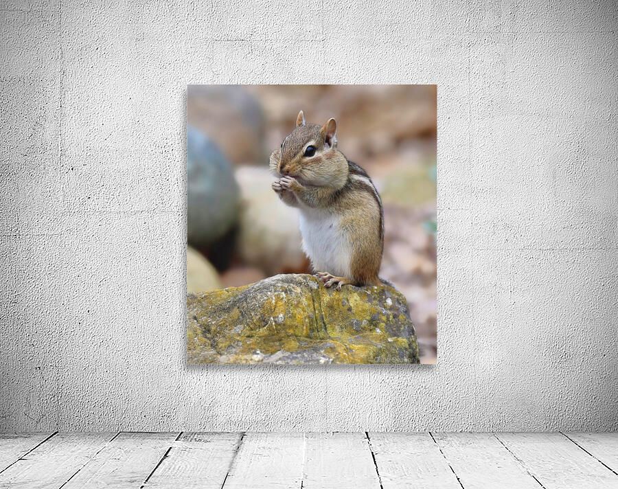 Eastern Chipmunk  Wall Preview