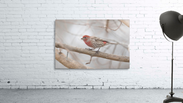 Finch  Wall Preview