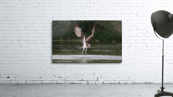 Osprey with fish Wall Preview