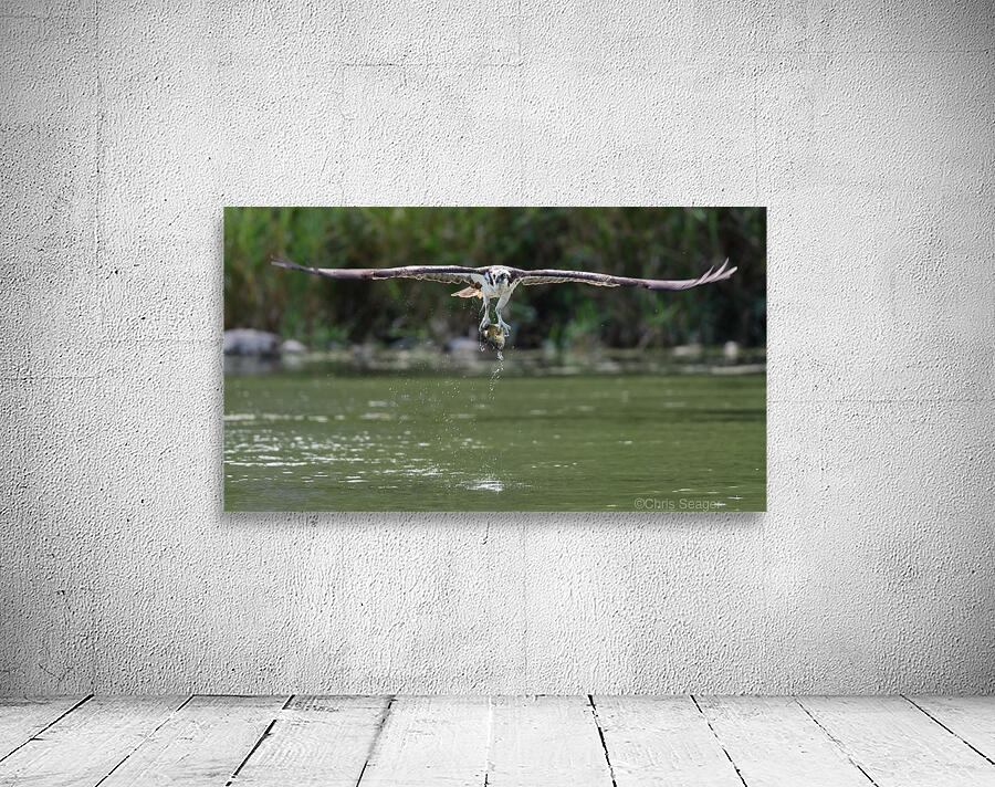 Osprey flight  Wall Preview