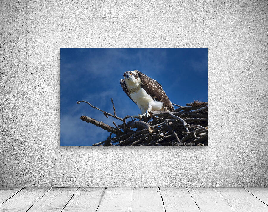 Osprey at Nest  Wall Preview