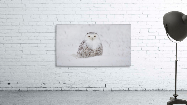 White on White Wall Preview