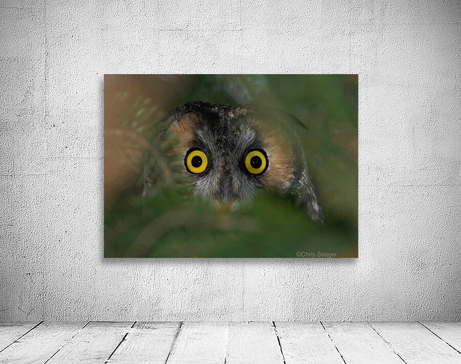 Owl Eyes  Wall Preview