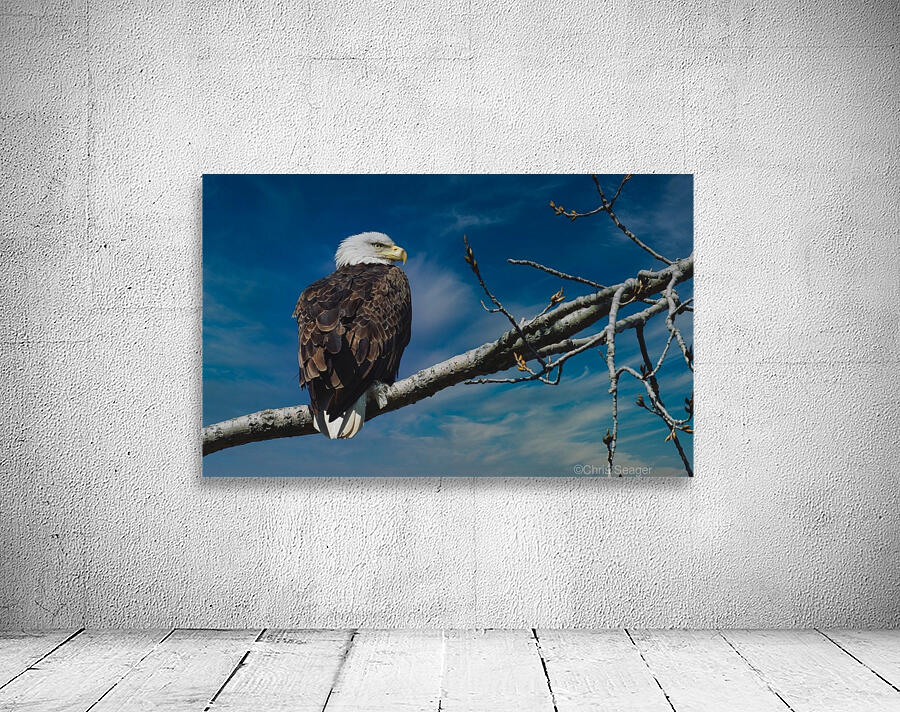 Bald Eagle  Wall Preview