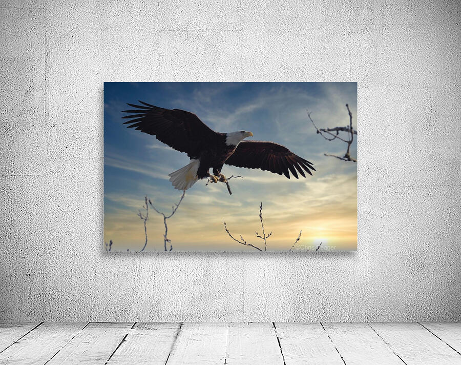 Eagle Sunset Wall Preview