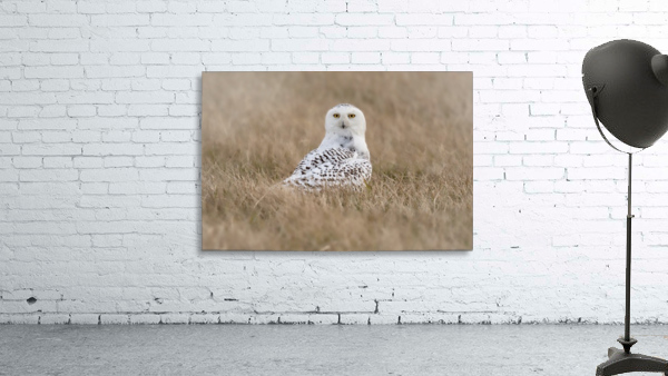 Snowy Stare  Wall Preview