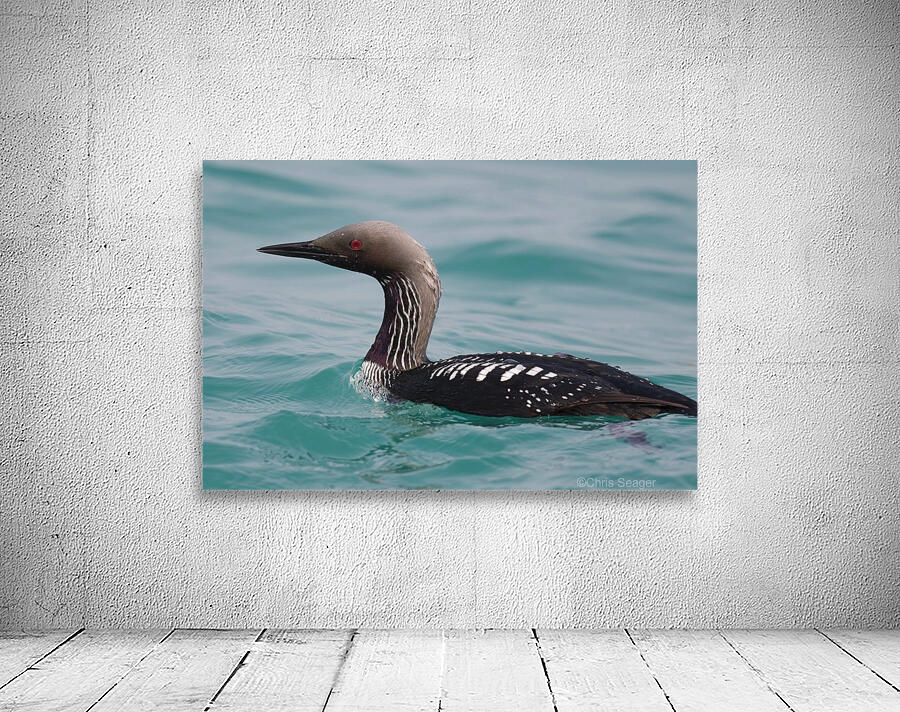 Pacific Loon 2  Wall Preview