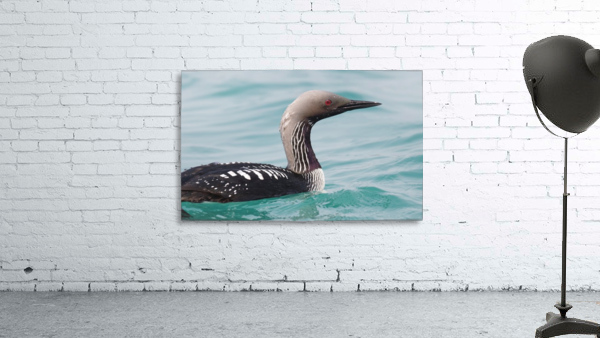 Pacific Loon 1 Wall Preview
