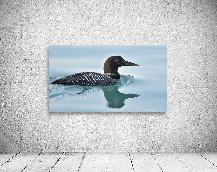 Common Loon 2 Wall Preview