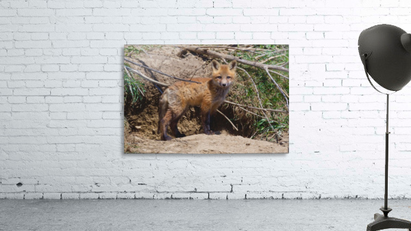 Red Fox kit Wall Preview