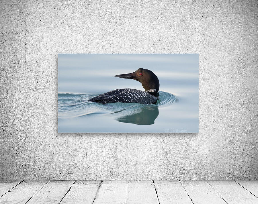 Common Loon 1  Wall Preview